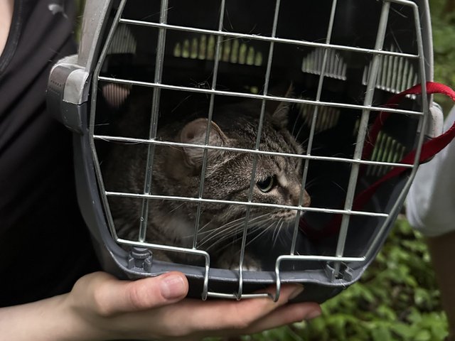 В Москве спасли кошку, которая удрала от хозяйки на дерево