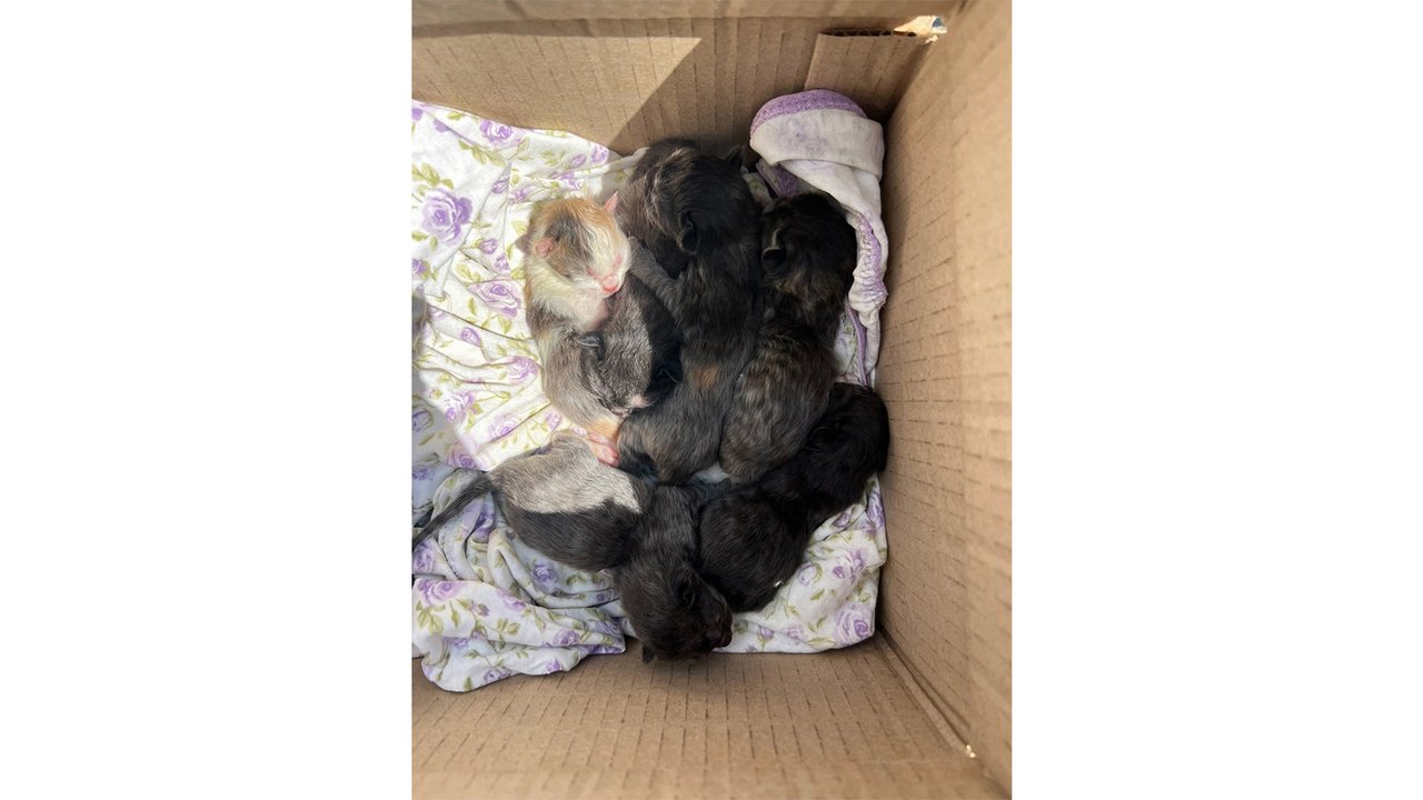Новорожденные котята в коробке Новорожденные котята в коробке