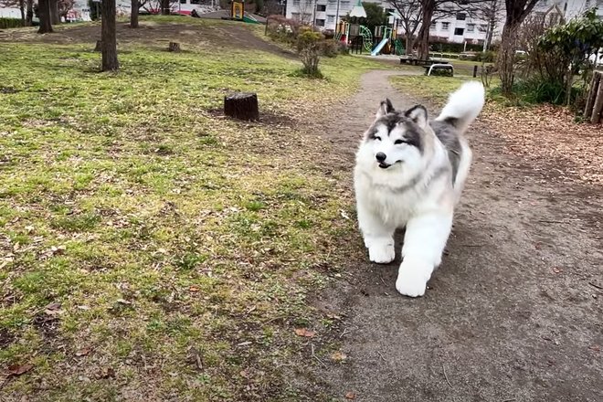 Токо в костюме пса