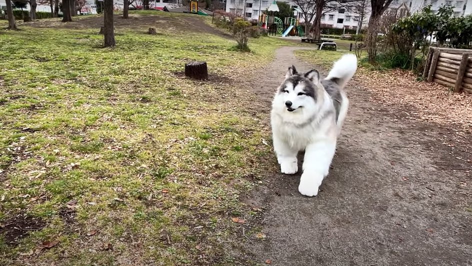 Токо в костюме пса