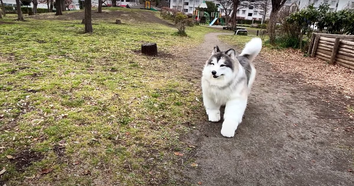 Человек-пес из Японии показал новый гиперреалистичный костюм