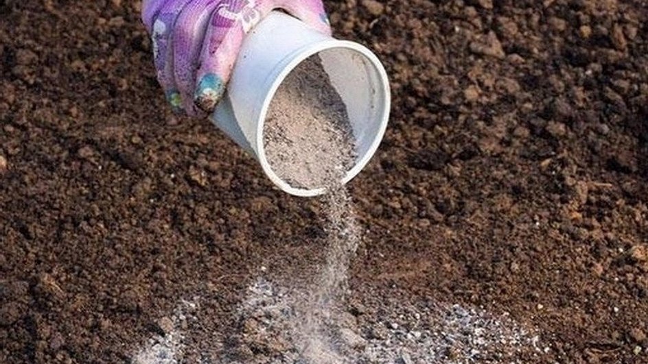Золу из пластикового стакана высыпают на грядку для удобрения почвы