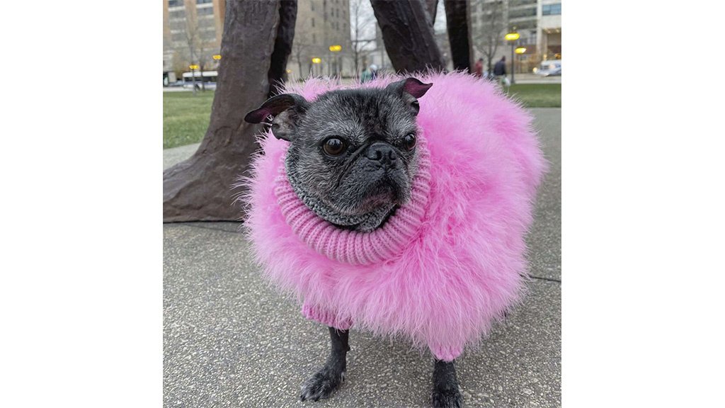 Pug Pug