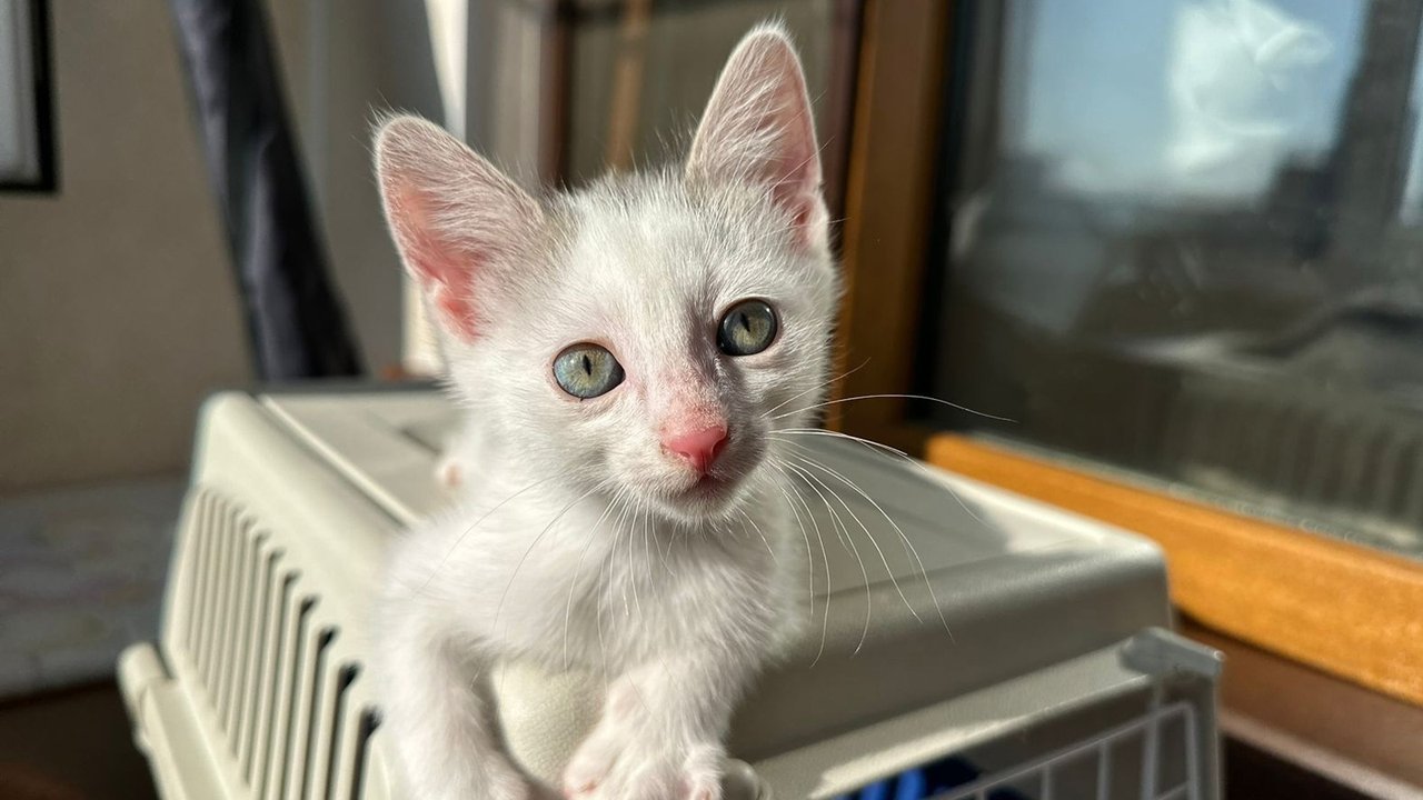 Белый котенок Белый котенок