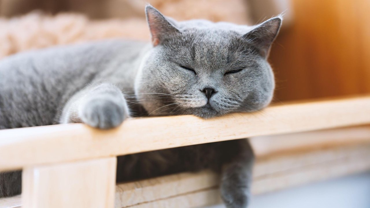 Кошка Кошка