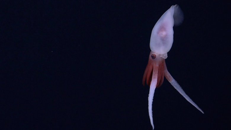 Кальмар Promachoteuthis