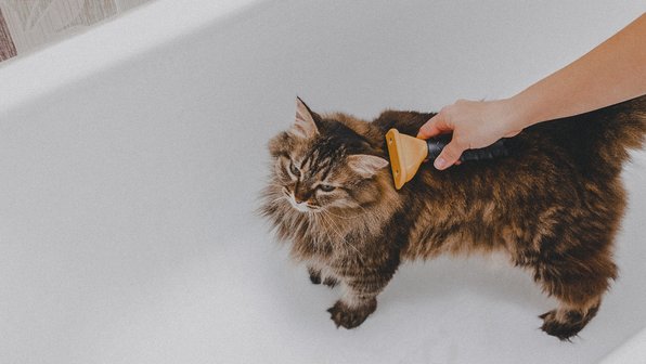 Мифы об уходе за шерстью кошек: разбираемся вместе с грумером