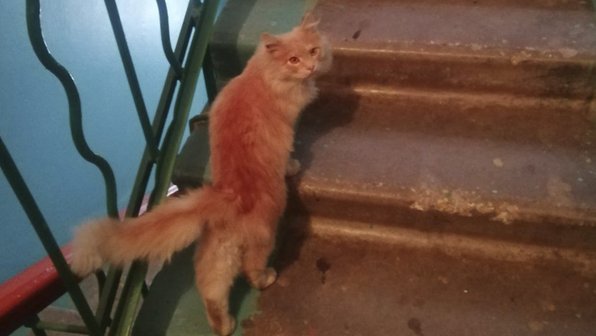 Под Тулой рыжий кот пришел к людям и умолял о помощи
