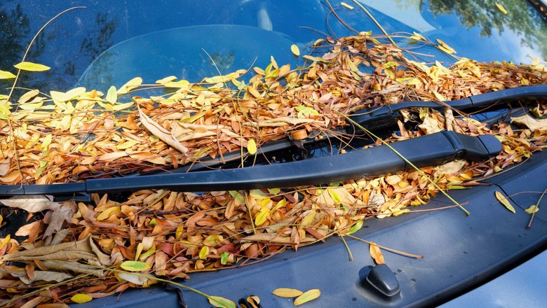 Листья на капоте автомобиля