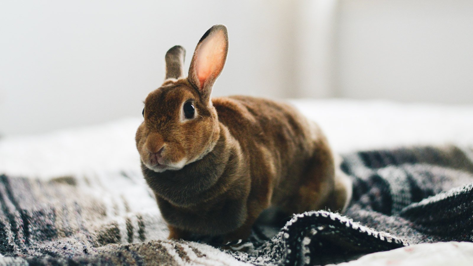 Как ухаживать за кроликами дома, и чем они могут быть опасны для человека