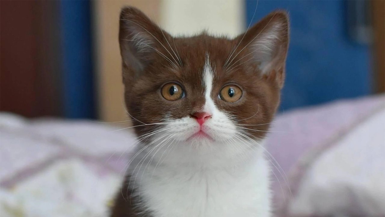 Бело-коричневый котенок