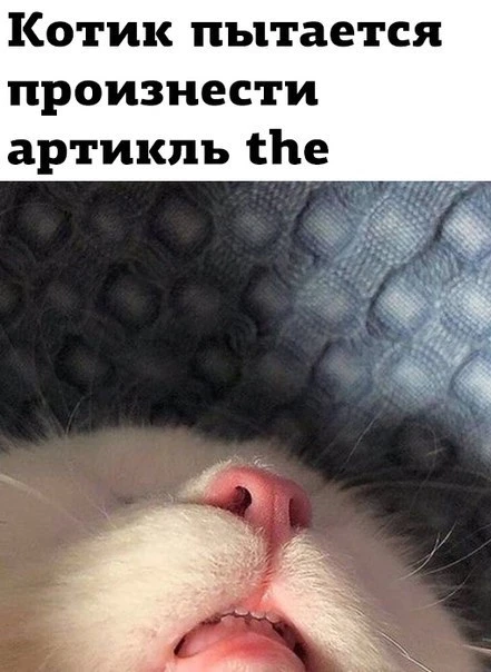 Кот, который говорит The