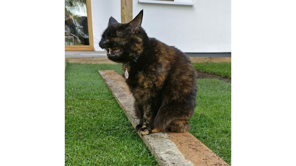 Котики