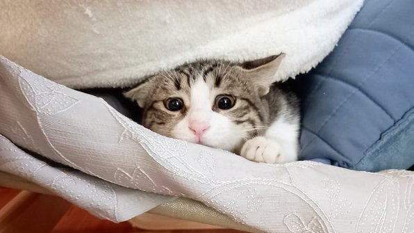 Котенок уснул в рюкзаке велосипедистки сразу после спасения