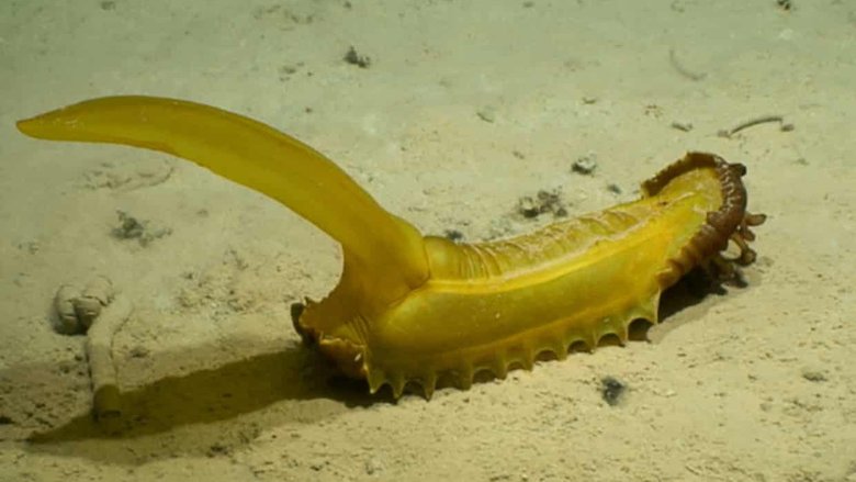 «Жевачная белка», найденная на глубине 5100 метров в западной части CCZ. У этого животного есть название, но само животное практически не изучено. Фото: Управление океаноразведки и исследований NOAA