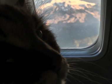 Slide image for gallery: 6161 | Самый старый кот в мире еще и путешественник! Он с удовольствием составляет компанию своим хозяевам в поездках