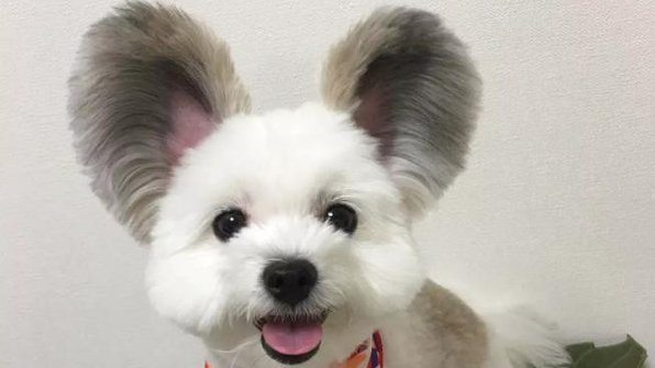 «Как локаторы»: 21 фото собак с огромными и смешными ушами