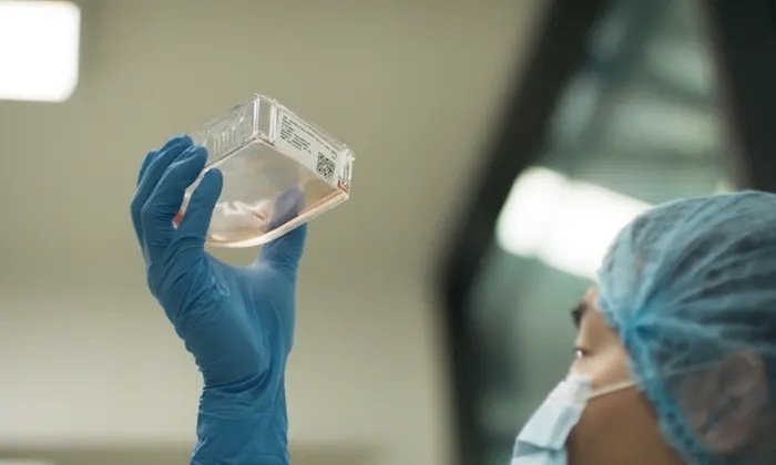 Клетки, производящие белок мяса мамонта, были созданы в Австралийском институте биоинженерии при Университете Квинсленда. Фото: Wunderman Thompson
