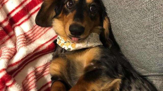 Pets.mail.ru Pets.mail.ru