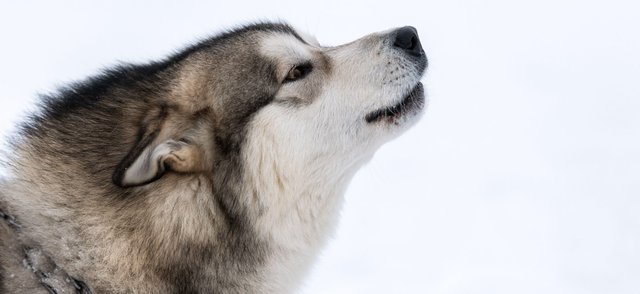 «Щас спою»: 6 разговорчивых пород собак