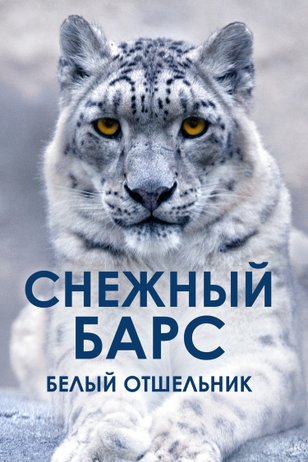 Постер к шоу «Снежный барс. Белый отшельник»