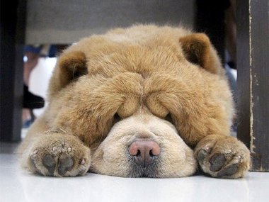 Pets.mail.ru Pets.mail.ru