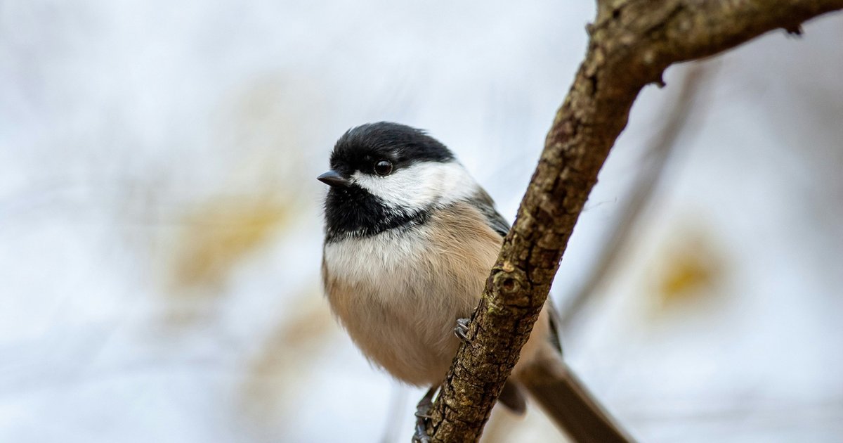 Нейронные «штрих-коды» помогают птицам запомнить, где они прячут еду