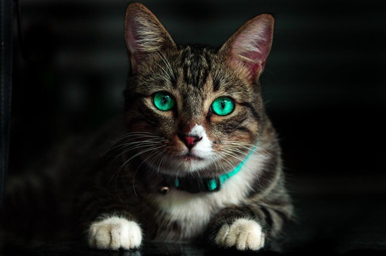 Как узнать о здоровье вашего кота по фотографии - Hi-Tech Mail.ru