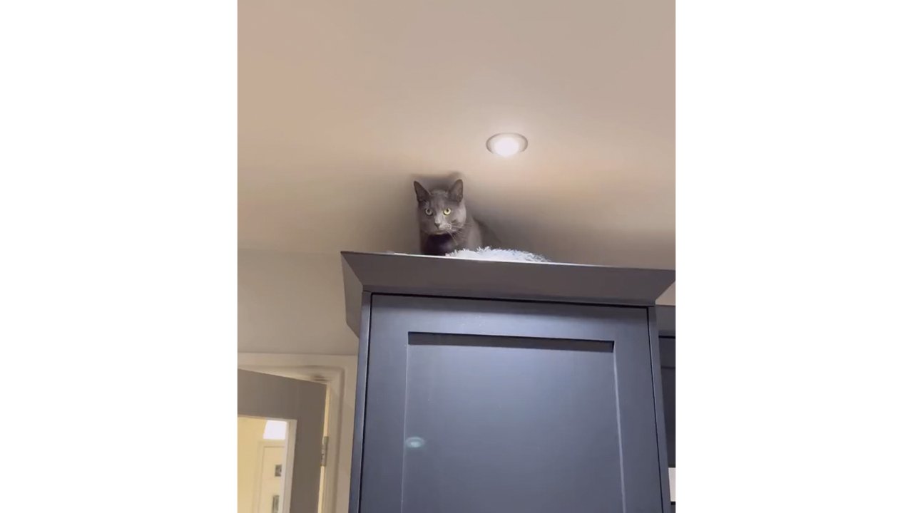 Кошка сидит на полке Кошка сидит на полке