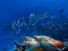 Кадр из Коралловый риф 3D: Подводный мир Египта