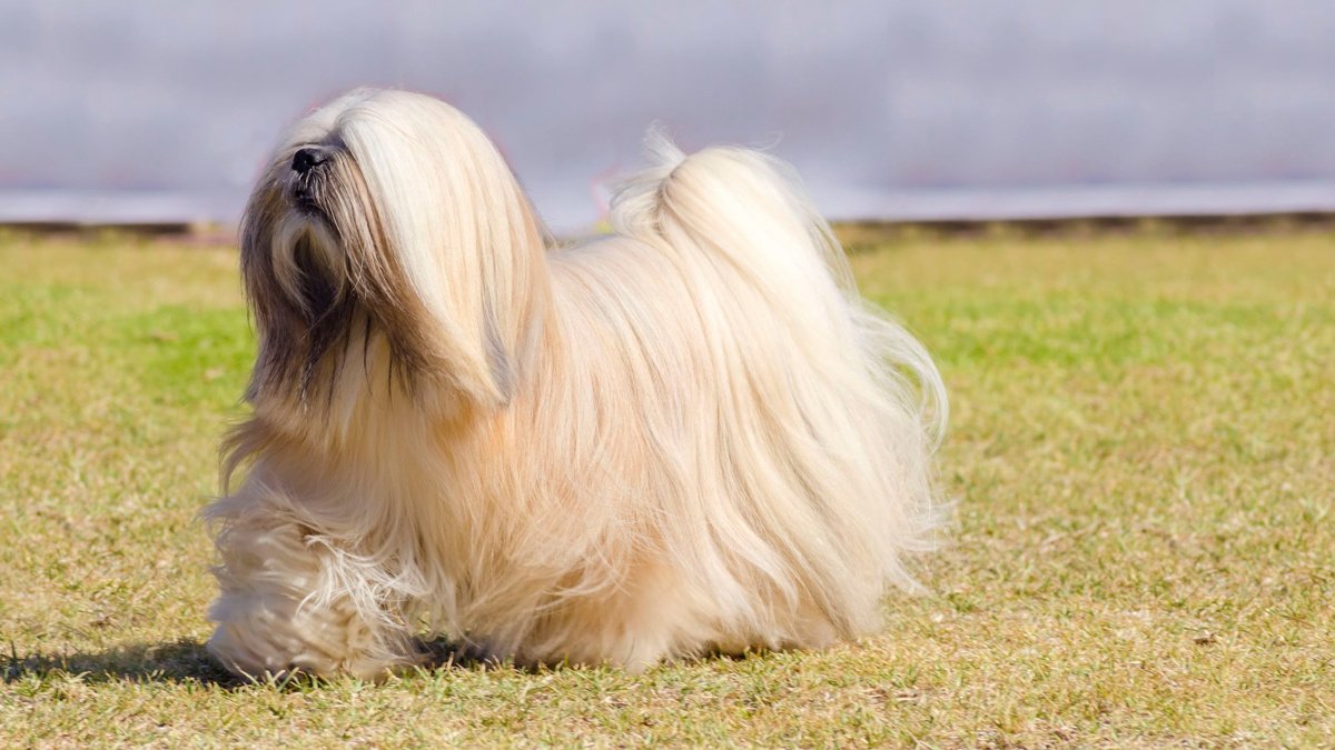 Лхаса апсо - описание породы собак: характер, особенности поведения,  размер, отзывы и фото - Питомцы Mail.ru