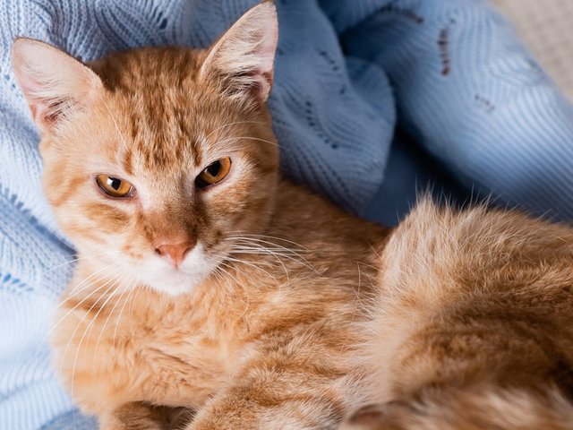 Советы ветеринара по уходу за стерилизованной кошкой