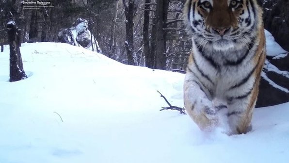 Переехавший из Хабаровского края в Московский зоопарк тигр получил кличку Амур