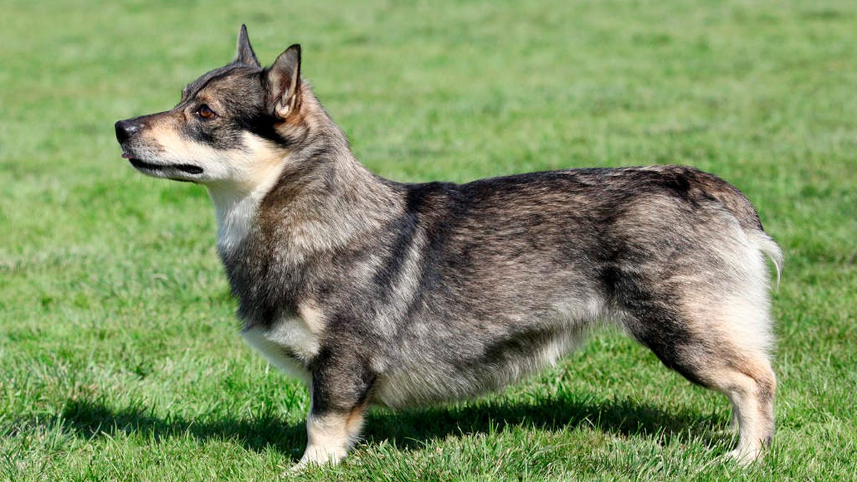 Dog-Swedish_Vallhund-A_Swedish_Vallhunds_incredible_short_legs_and_thick_soft_coat