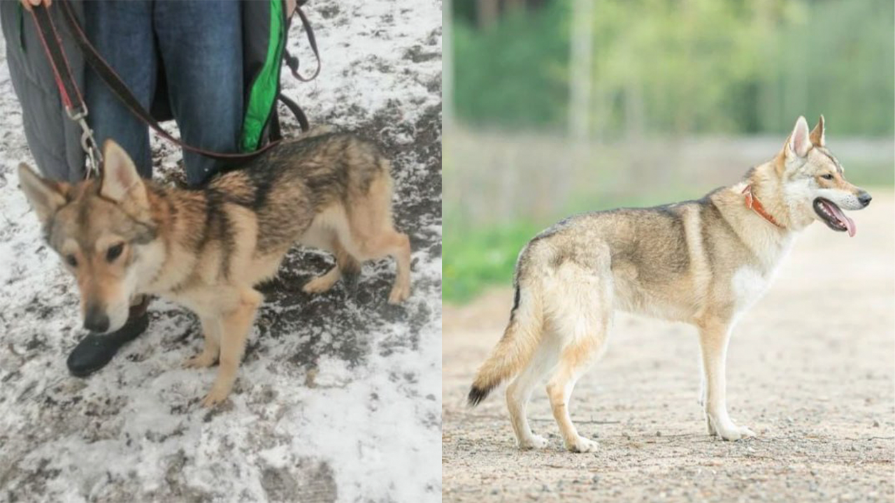 Кики до и после спасения. Он очень осторожный и нежный пес, трогательно привязанный к своей подруге Хонде