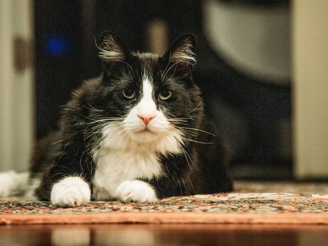 Кот в ЕАО запер хозяек на балконе — женщин спасли