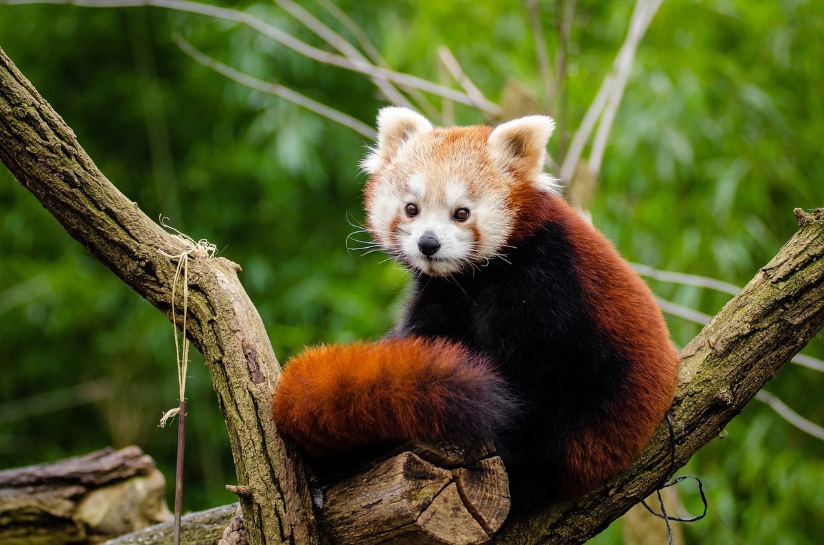 red-panda-1194509_1280