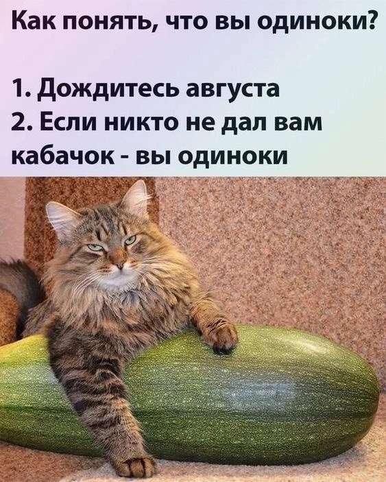 Мемы про кабачок