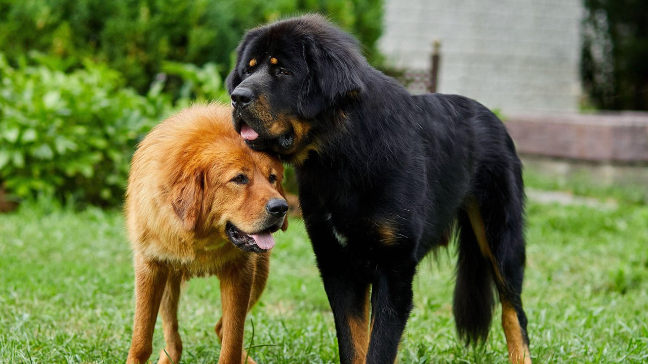 Две большие собаки