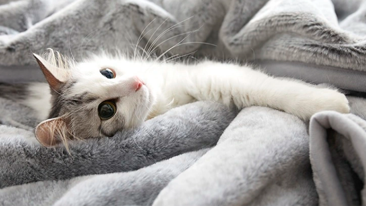 Кот-одеяло
