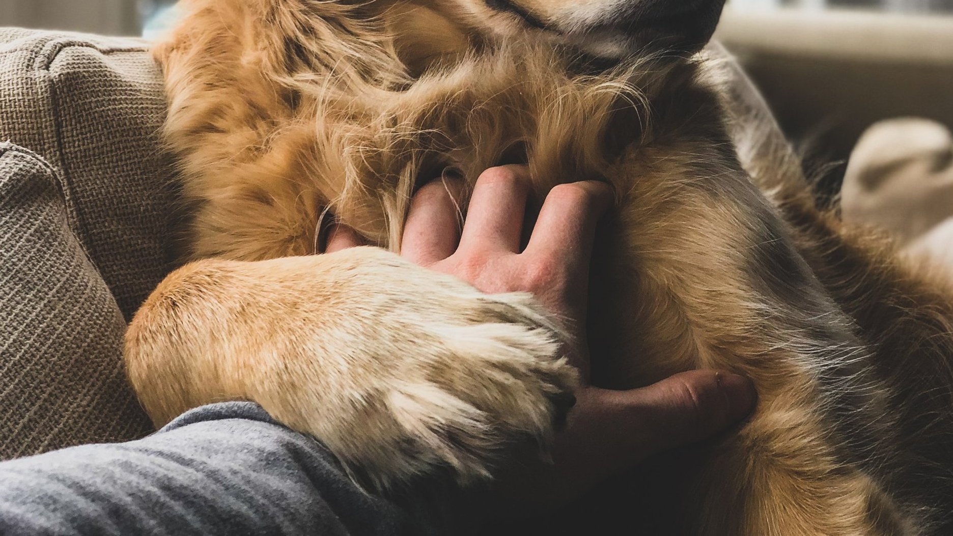 Pets mail. Домашние животные помогают нам справиться со стрессом. Как домашние животные помогают справиться со стрессом.