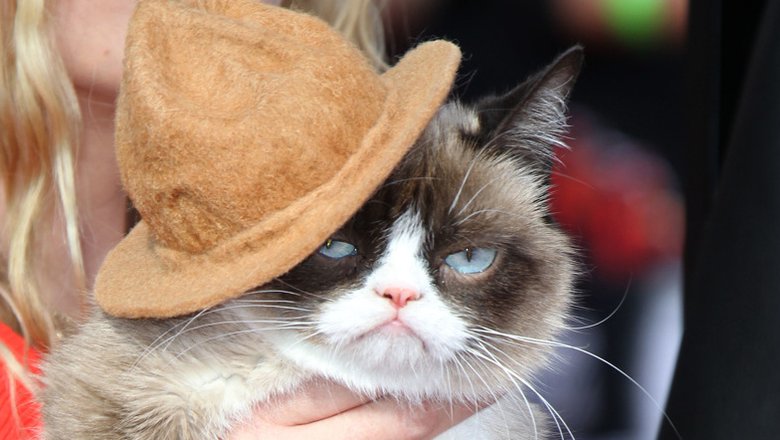 Grumpy Cat