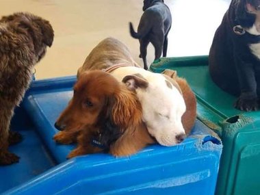 Pets.mail.ru Pets.mail.ru