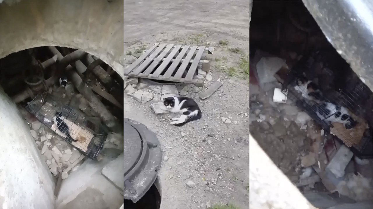 В Твери спасали котят и бездомную кошку, родившую в подземелье В Твери спасали котят и бездомную кошку, родившую в подземелье
