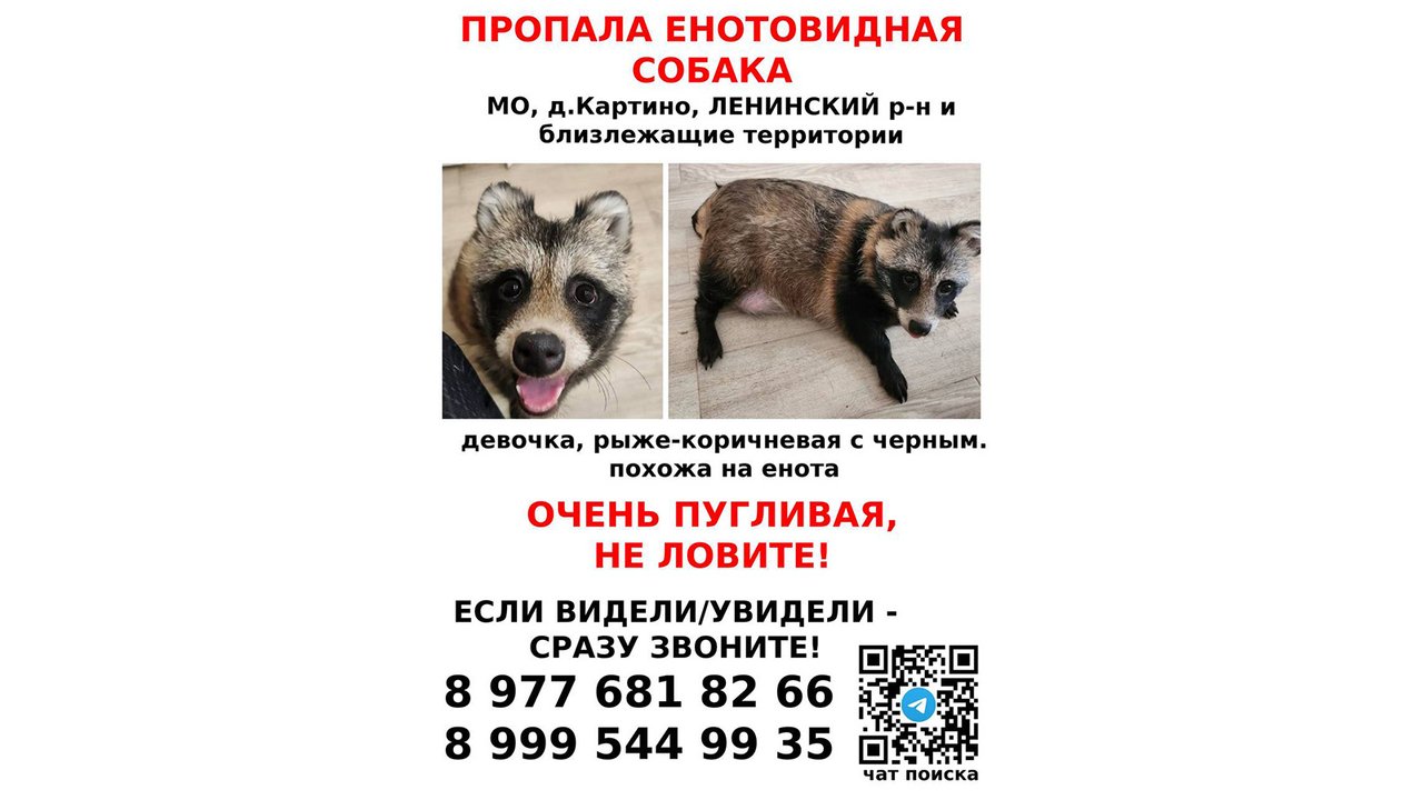 Объявление, о потере енотовидной собаки Маши Объявление, о потере енотовидной собаки Маши