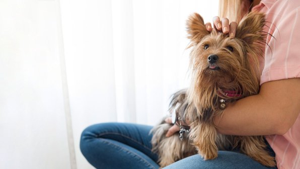 Как построить доверительные отношения с собакой? 8 шагов