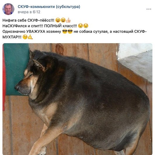 От скуфизации не защищены даже собаки От скуфизации не защищены даже собаки