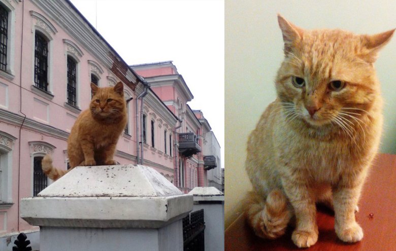 В Подмосковье кот стал сотрудником музея