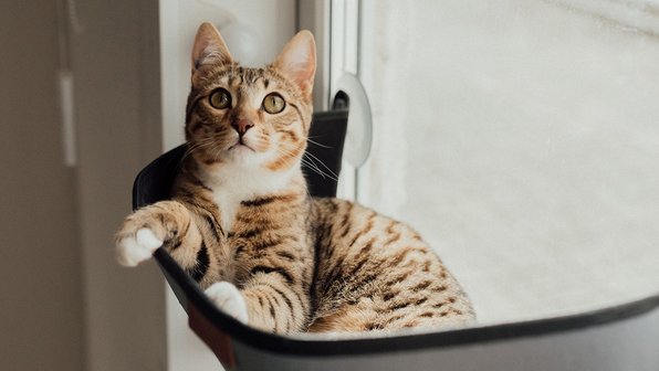 5 приятных вещей, которые вы можете сделать для кошки сегодня