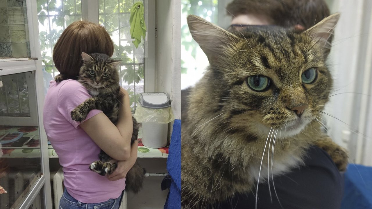 Брошенный в ветклинике кот Брошенный в ветклинике кот